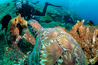 diver encounter turtle in Nusa Penida, Bali.